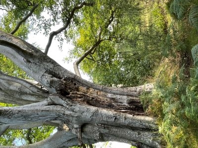 Calder Wood exhibition
